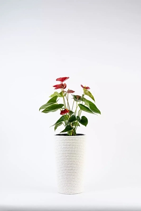 Picture of Adoni Doniczka baweniana biaa z wkadem 22x36 cm  rcznie robiona (adoni-ba-wht-36)