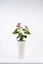 Picture of Adoni Doniczka baweniana biaa z wkadem 22x36 cm  rcznie robiona (adoni-ba-wht-36)