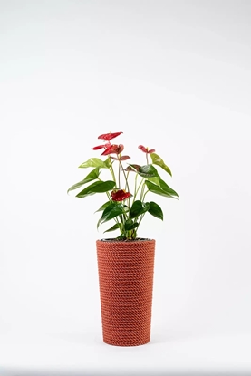 Picture of Adoni Doniczka jutowa czerwona z wkadem 22x36 cm - rcznie robiona (adoni-red-36)