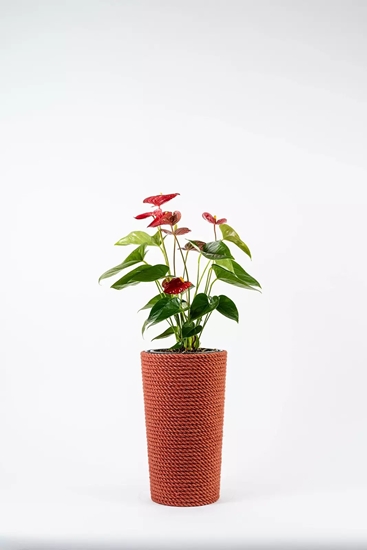 Picture of Adoni Doniczka jutowa czerwona z wkadem 22x36 cm - rcznie robiona (adoni-red-36)