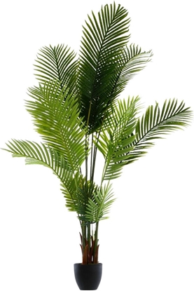 Picture of Atmosphera Drzewko palmowe w doniczce 180 cm