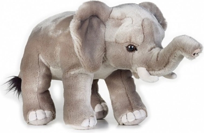 Изображение Dante Pluszak National Geographic So afrykaski szary 25 cm (003-70717)