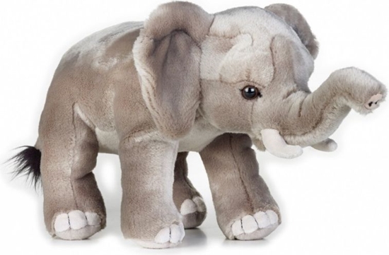Изображение Dante Pluszak National Geographic So afrykaski szary 25 cm (003-70717)